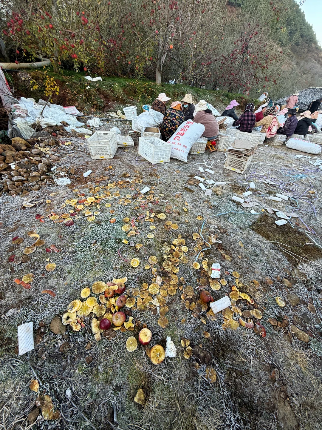 进入尾期了，错过了就等明年了！