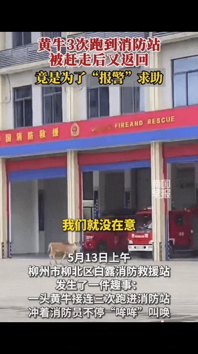 “成精了！”广西柳州，一头黄牛跑到消防站门口来回晃悠，来回折腾3次冲着里面“哞哞