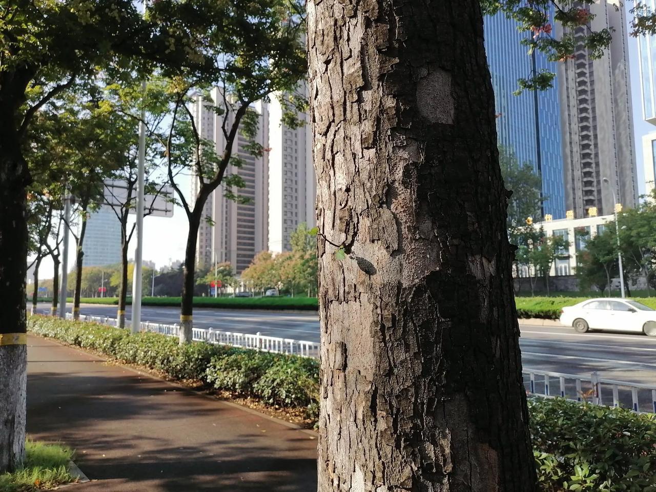 秋日生活打卡季神奇的生命力