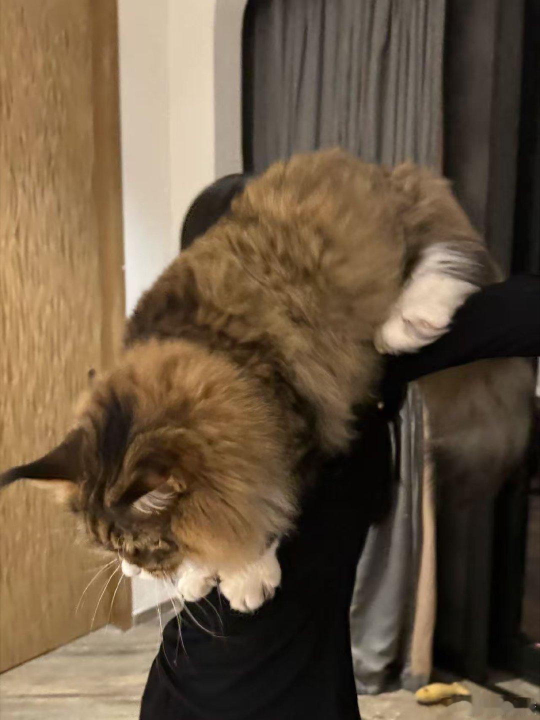 田曦薇扛猫的兵田曦薇扛起一辆猫田曦薇扛起一辆猫，哈哈， ​​​