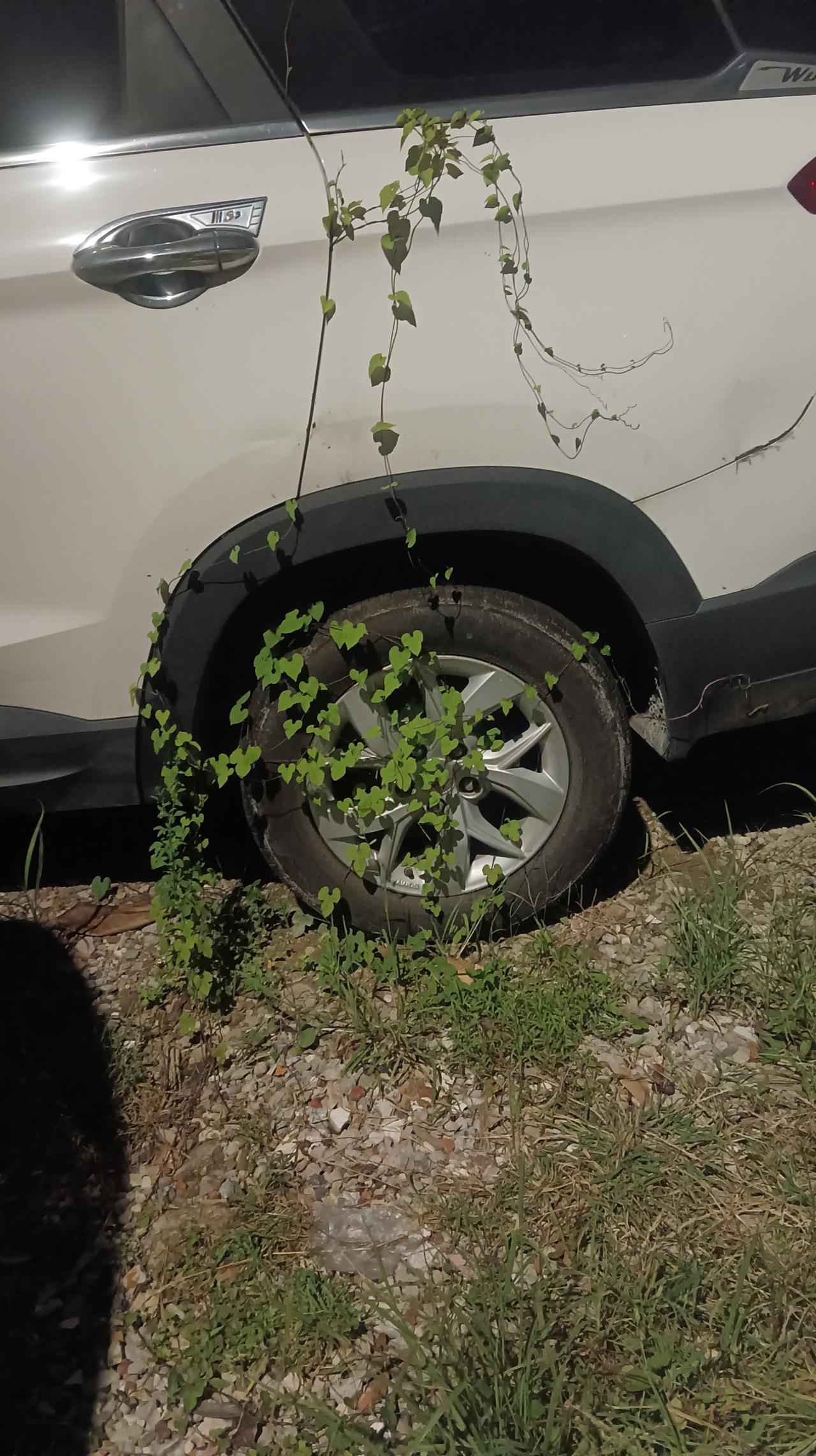 这位车主大概有半个月没有开车了吧！