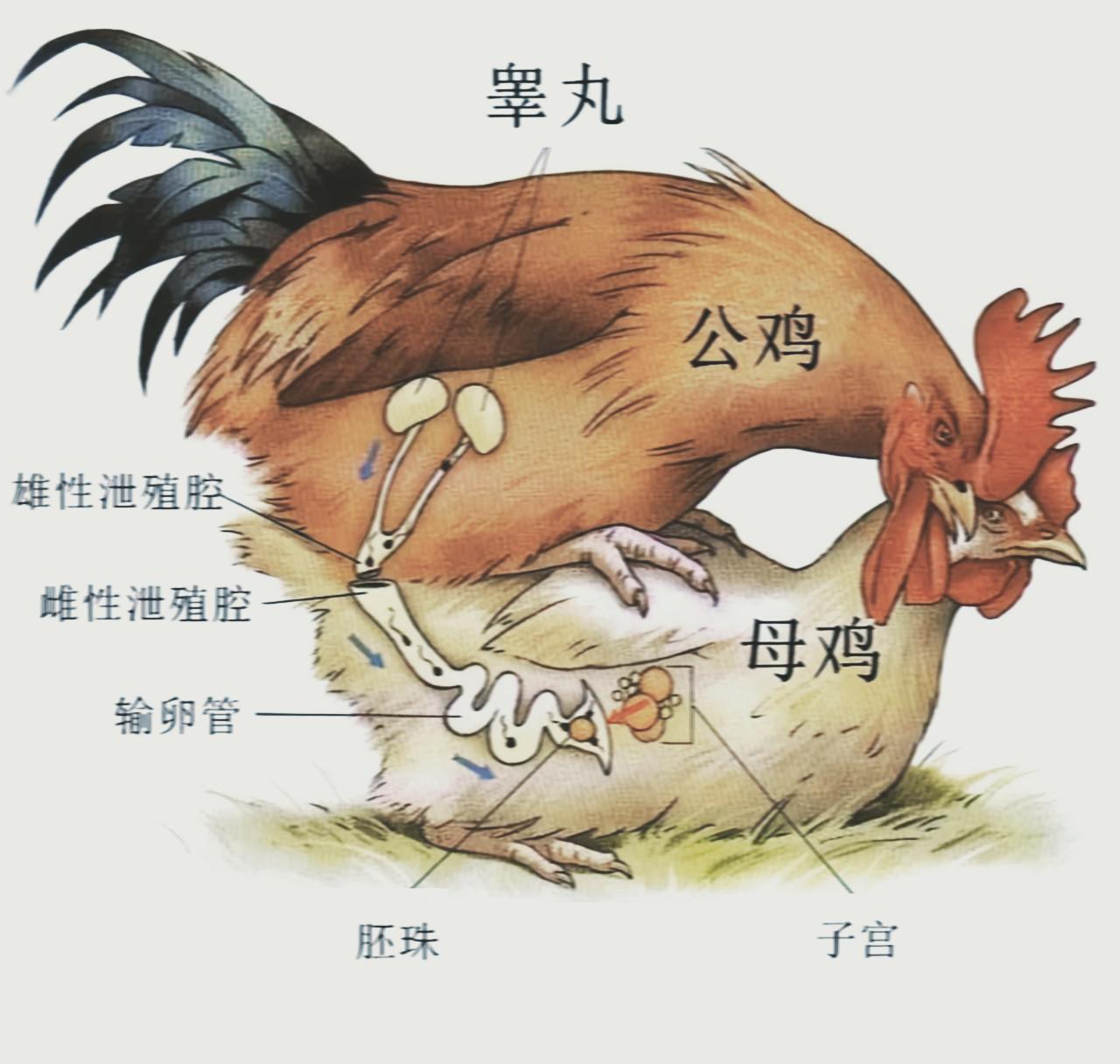 辛苦了公鸡，谢谢了母鸡。
养鸡场里，公鸡一天得“工作”十几次，忙得脚不沾地，
