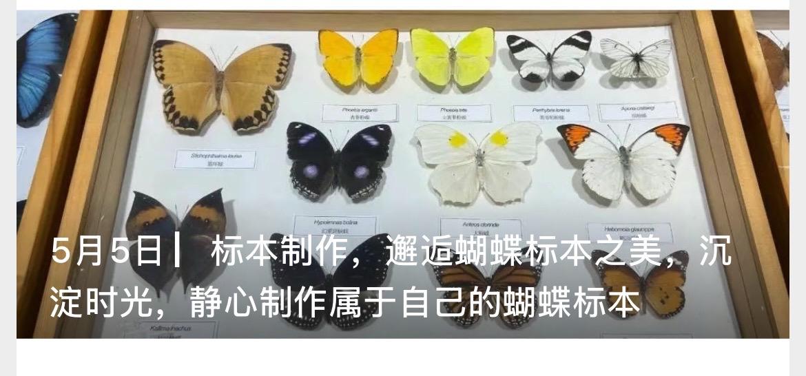 五一标本制作，一起静心制作吧普宁 标本 蝴蝶标本