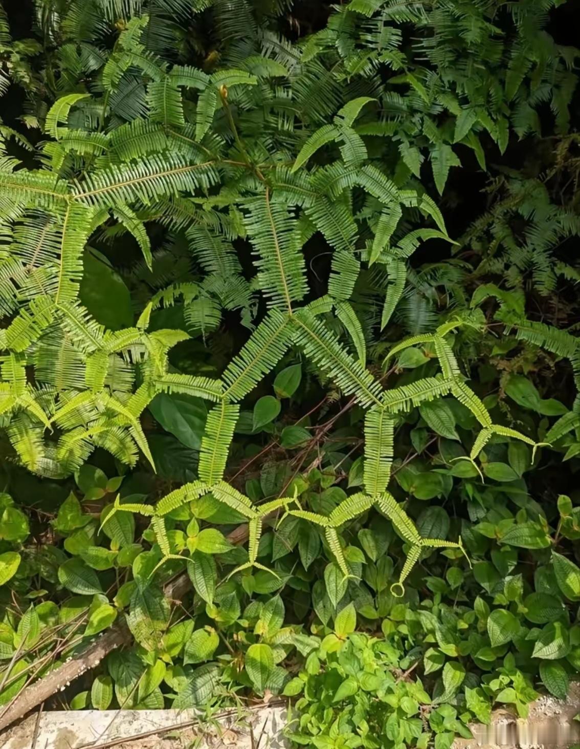 爬山看到的像牛蛙又像化学符号的叶子这种植物叫啥？ 