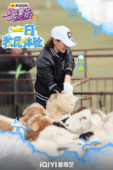 宁静的女汉子那可不是白叫的，邵子恒抓羊还要求带上护裆，宁静上手就直接抓住一只羊的