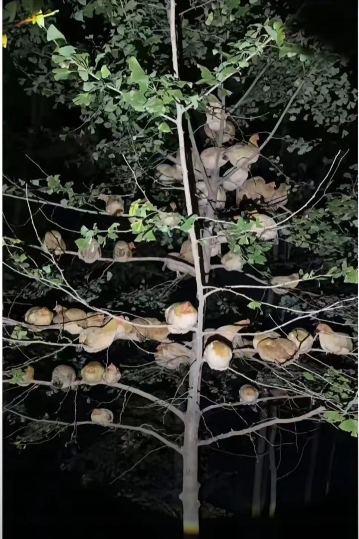 惊呆了!男子养了几十只鸡，精心照料大半年，眼看就能吃上了。

这天晚上，他照常去