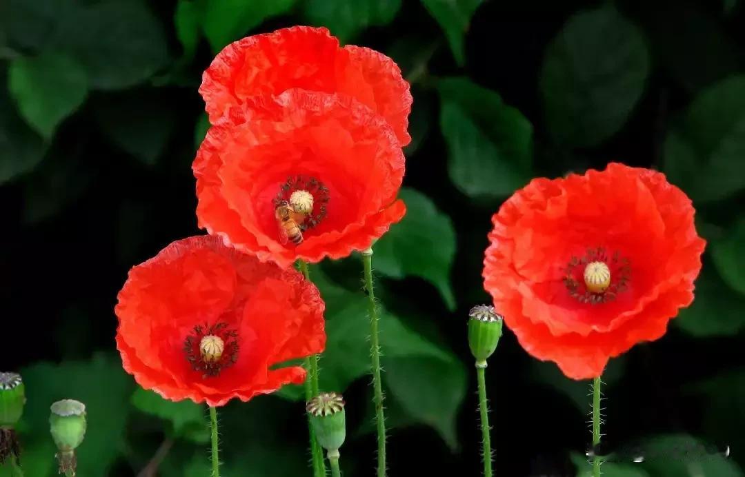 虞美人花，美得让人沉醉。它从楚汉烽烟中走来，带着千年绝恋的故事。
这种原产欧洲的