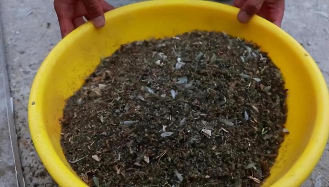 蚊子多到用盆装，7条军犬被活活咬到牺牲，这就是新疆北湾地区，被誉为全世界最大“蚊