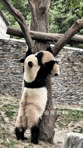 这画面看得我心都提到嗓子眼了，隔着屏幕都想跑过去帮她一把。真怕熊猫宝宝掉下来啊。