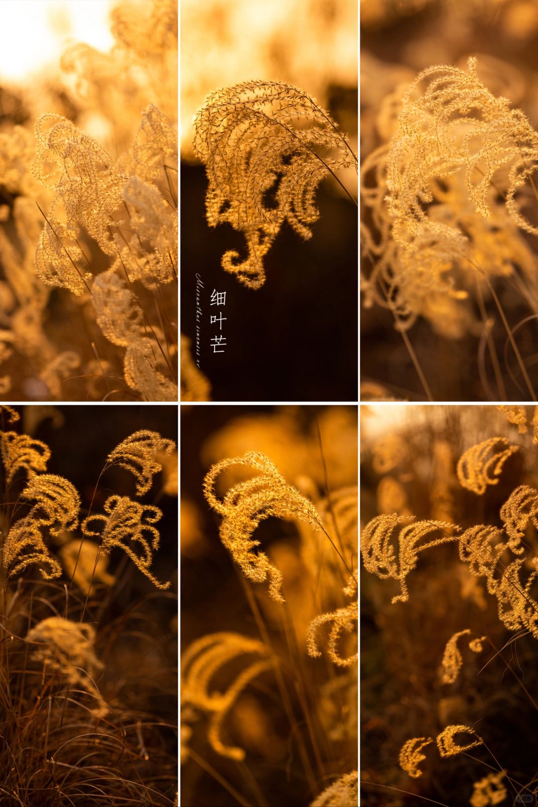心中有诗意，处处皆风。|冬日的细叶芒