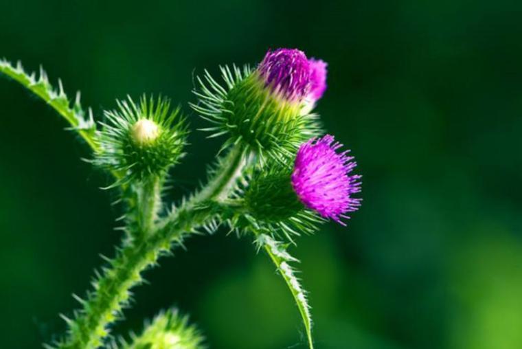 曾被农民当野菜吃，也是不可多得的高级补品，为何如今消失不见？
 
野菜曾经长满田