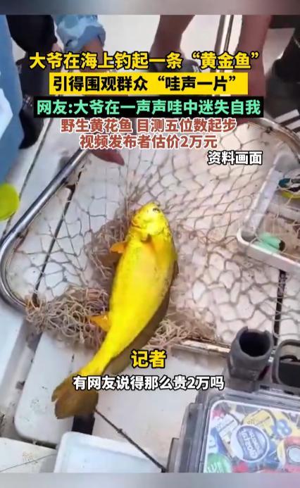 “简直赚翻了！”10月23日，福建，一大爷海钓钓上来一条“黄金鱼”，他笑得合不拢