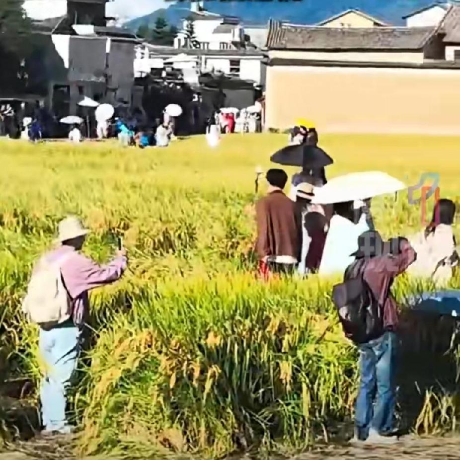 大理网红稻田遭游客踩踏！
景区无奈回应：人太多实在管不过来

云南大理喜洲古镇的