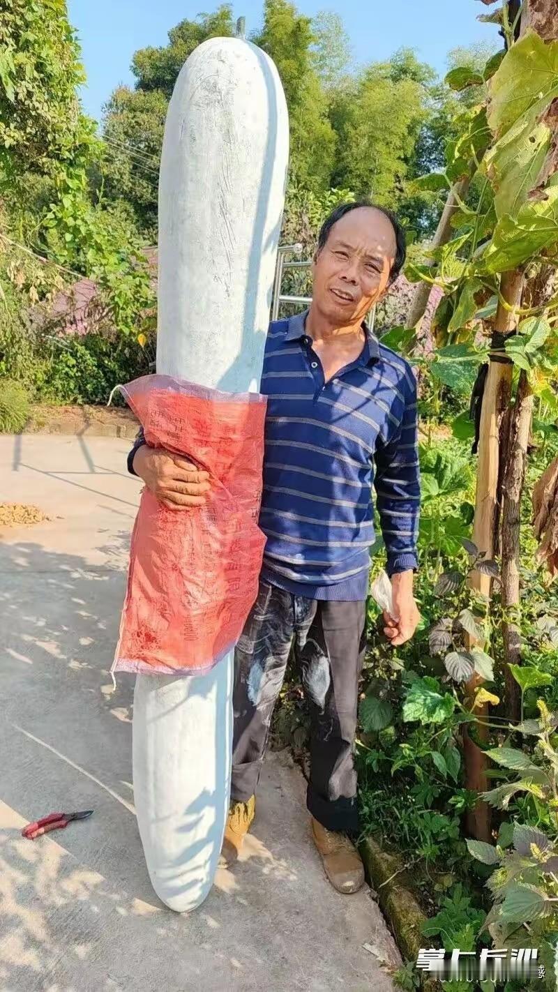 冬瓜长度达到一米九，重量达到95斤，这绝对是冬瓜中的瓜王了，冬瓜长到这么大，建议