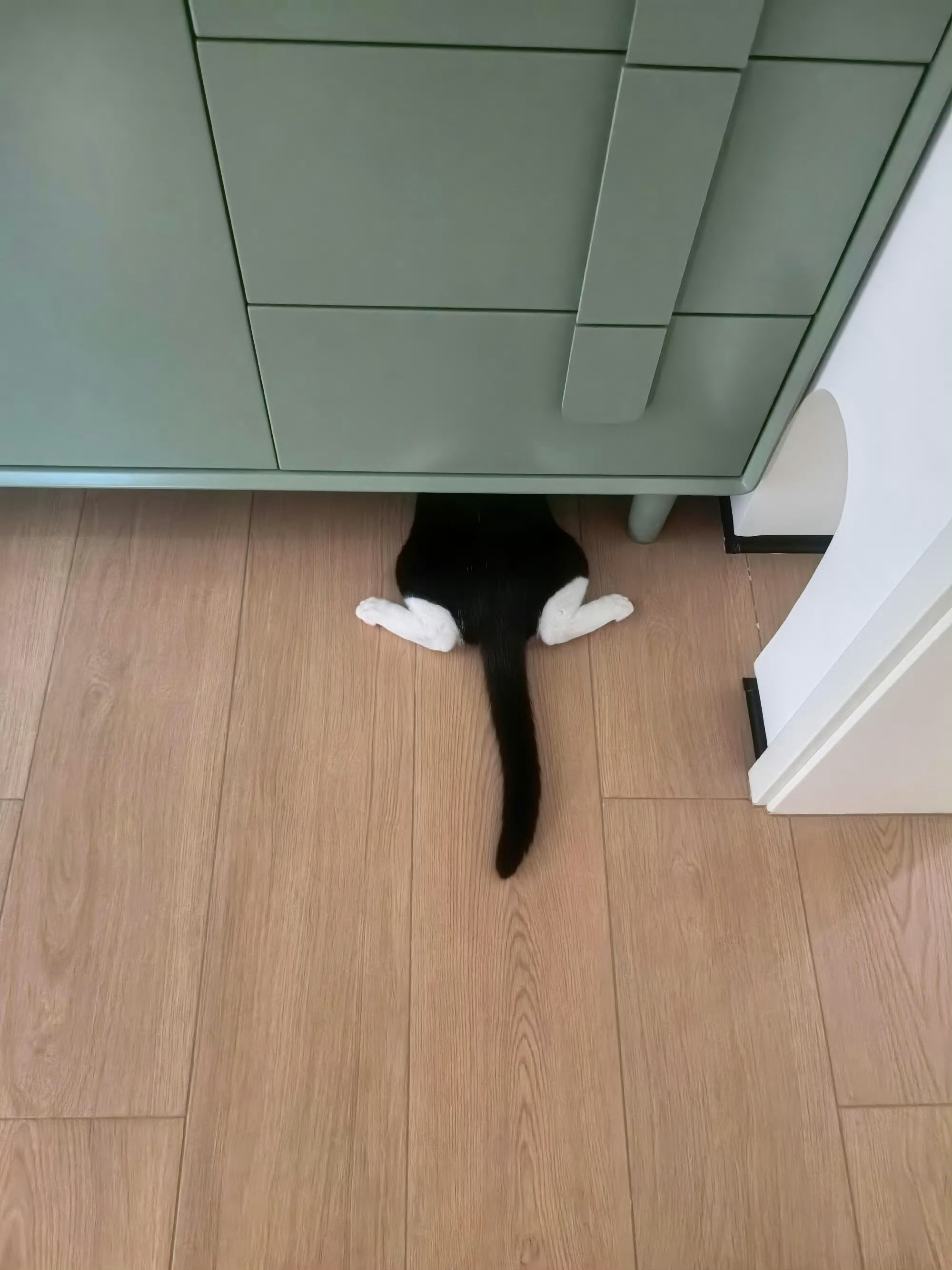 原来小猫穿的是平角裤连体衣 ​​​