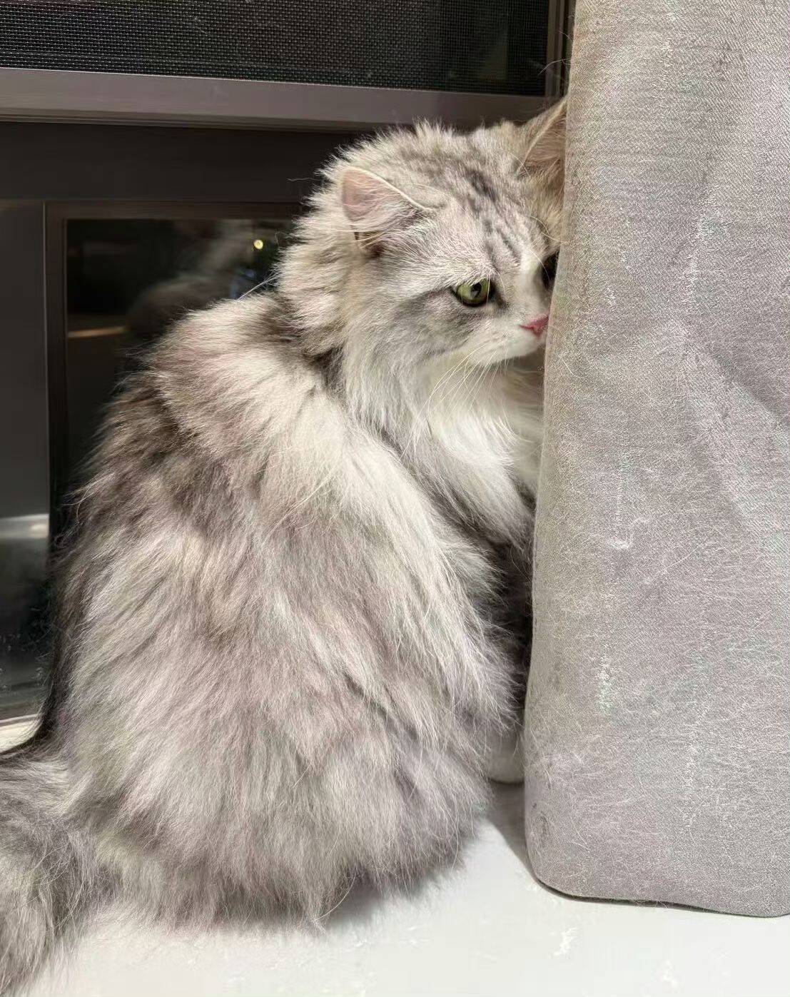 无畏为自己的猫正名了 这个彩彩很萌噢