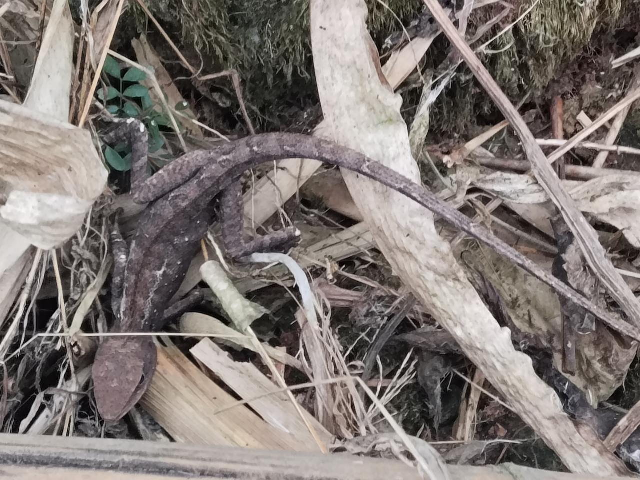 弄死它会判几年？在线等。[笑哭][笑哭][笑哭][笑哭]