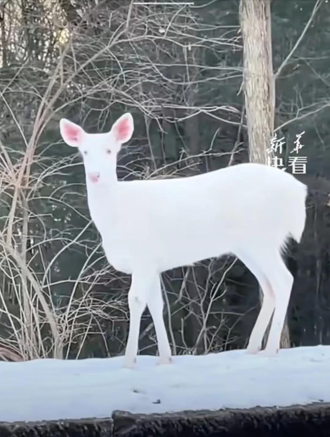 白鹿出现，祥瑞之兆！见者福禄双全！[合十][合十][合十]