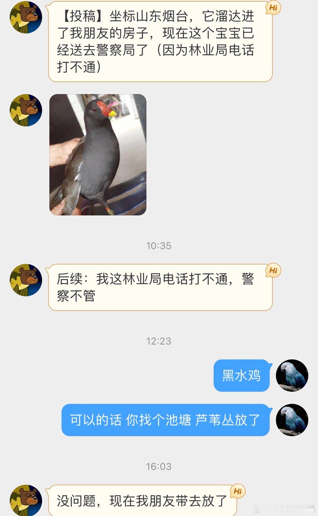 #鸟粉投稿# 屋里溜进来一只【黑水鸡】擅闯民宅差点被送局子… ​​​