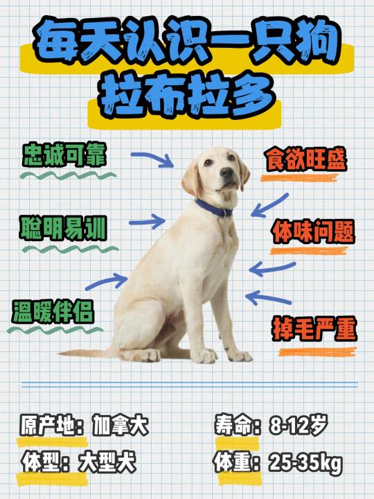 拉布拉多犬吃多拉多❓
