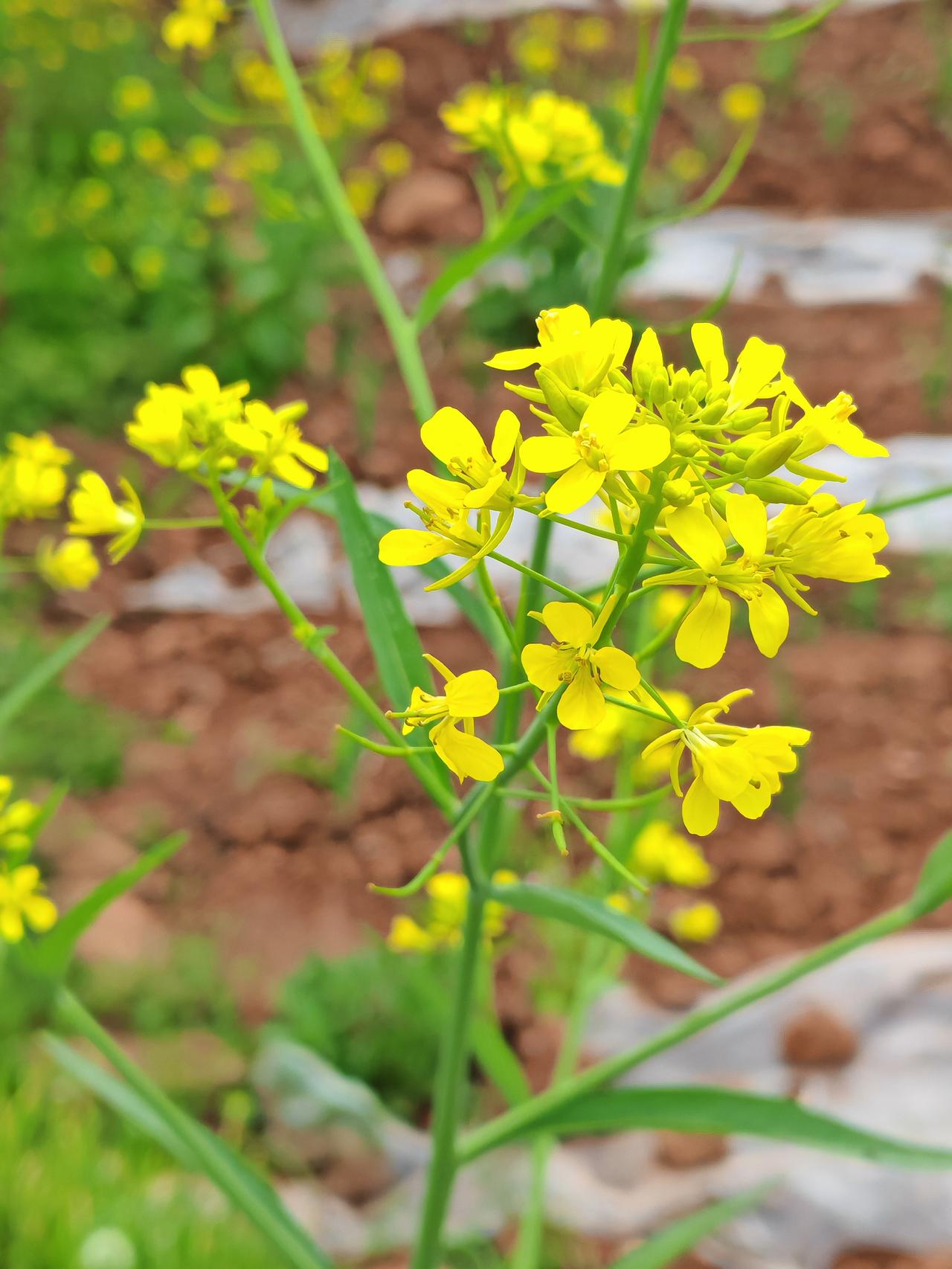 分享一张你拍的油菜花田野上的油菜花不多了，已到了花期的尾声，剩余少量油菜花还在盛