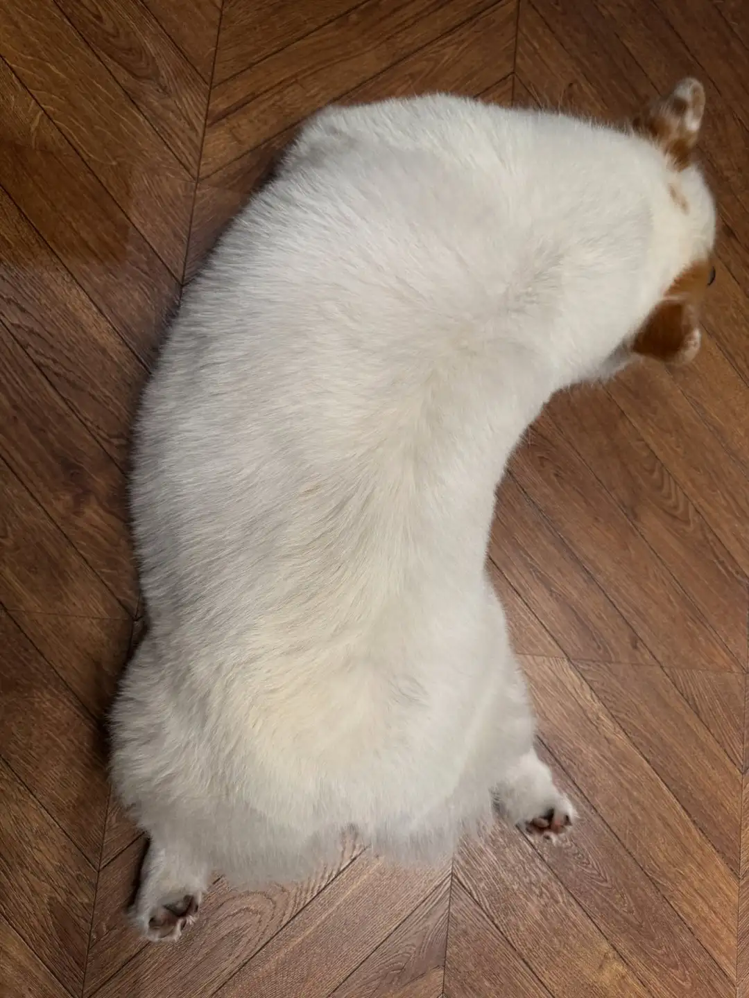 谁家的杏鲍菇跑出来了