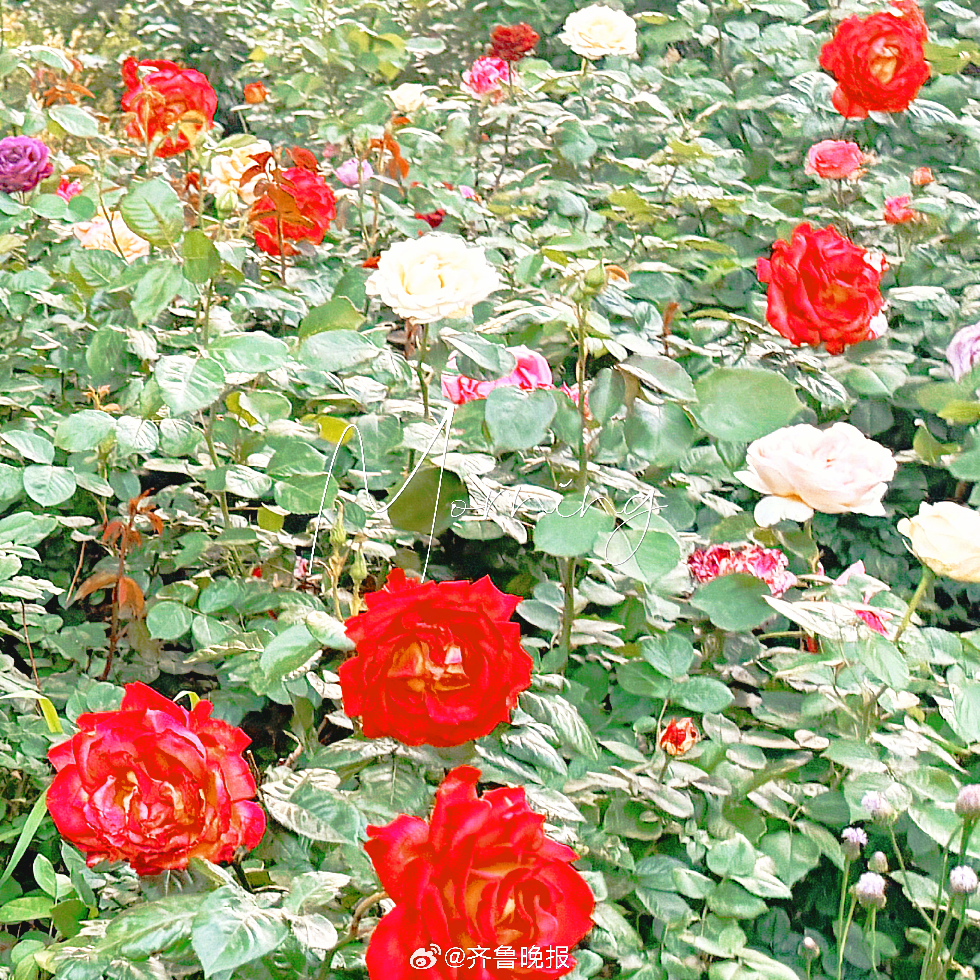 日子渺小重复却装满幸福#五一假期第一天# #早安#