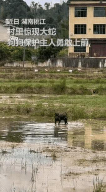 万万没想到！
湖南桃江，主人正在水田边干活，一条蛇突然从草丛窜出，眼看就要伤到人