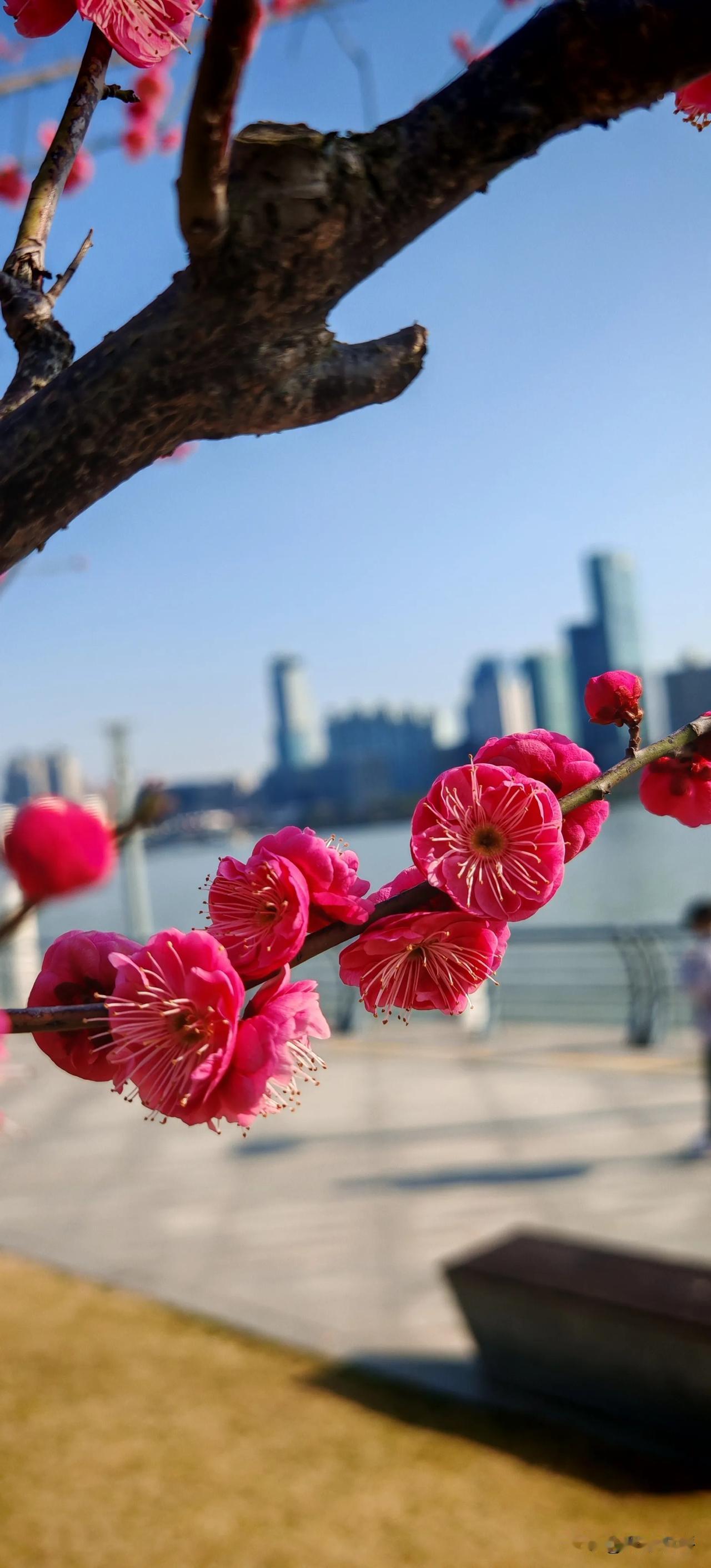 鲜花绽放的光芒
文/包林

父亲，雪白的长髯
沾满岁月的感悟
他冥想和追逐