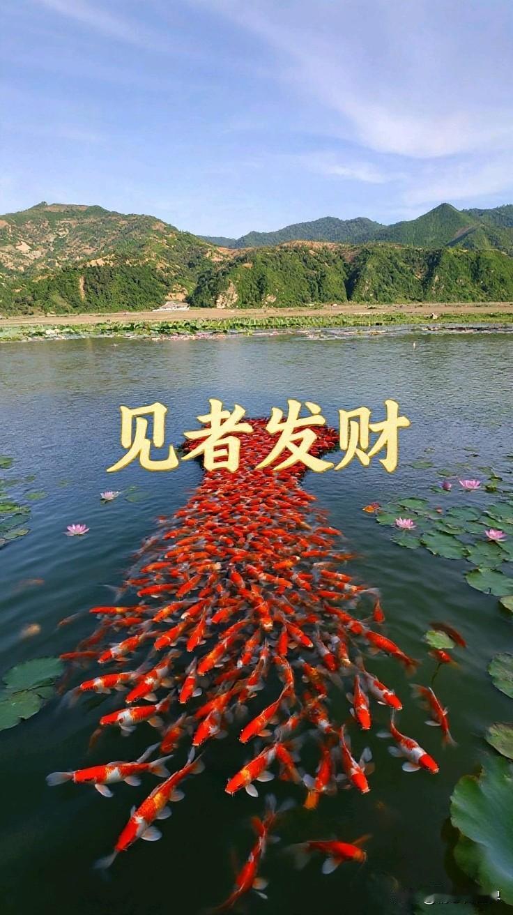 “遇见发财鱼，好运连连来！”🐟💰🌟红鱼带好运 招财吉祥鱼