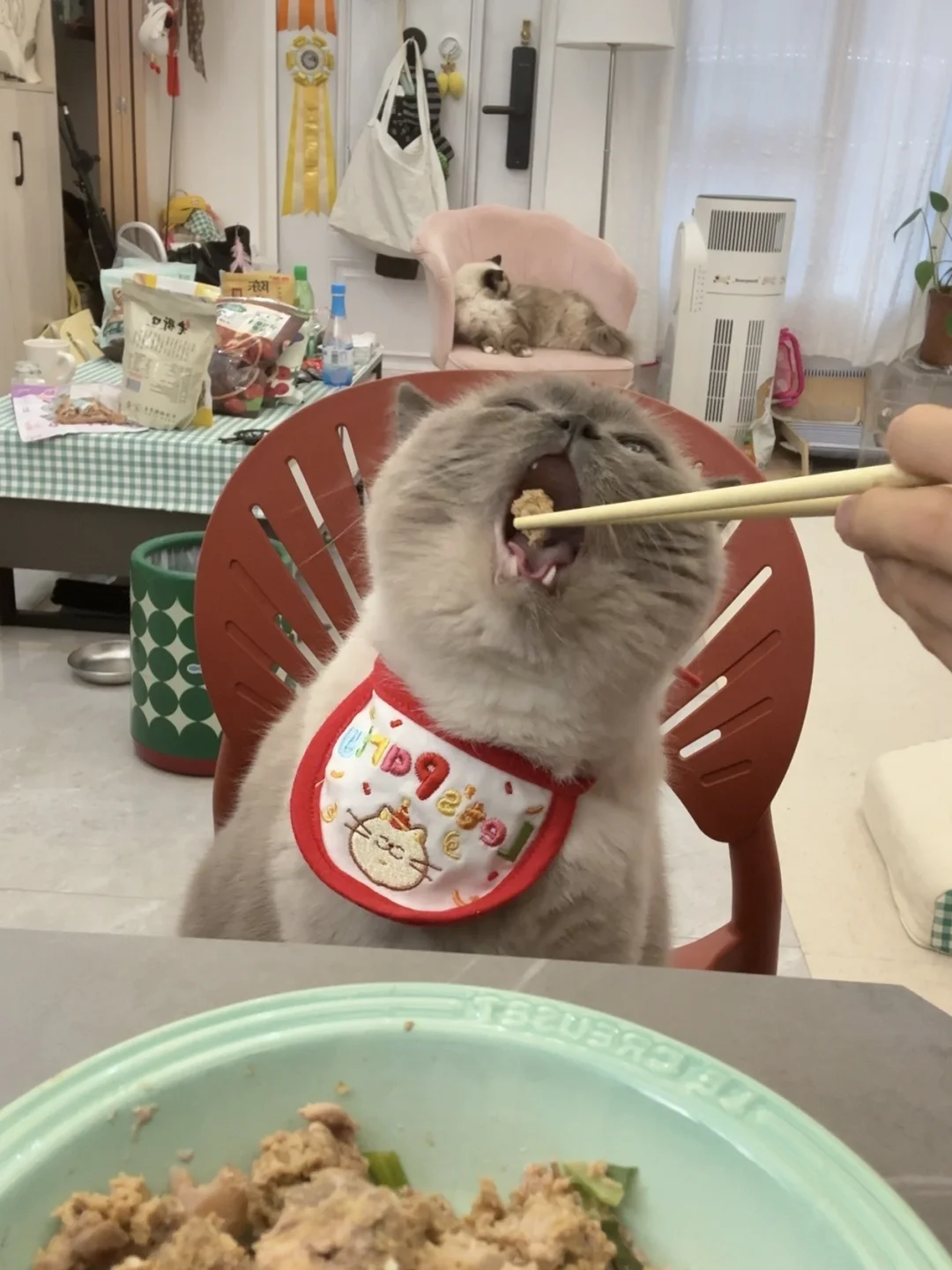 谁家小猫这么吃东西啊