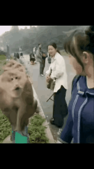 大姐这一大耳刮子直接打的猴哥都懵了！这么猛的吗？它忘了有一种动物叫做“母老虎”！