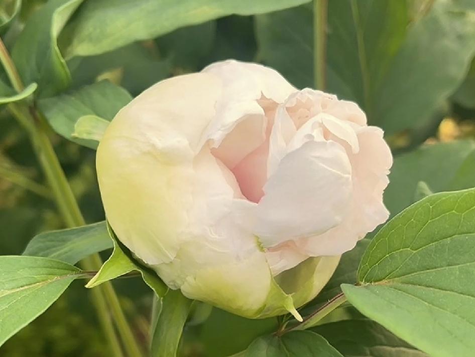 晒晒你相册里花开的图片儿吧随手拍～