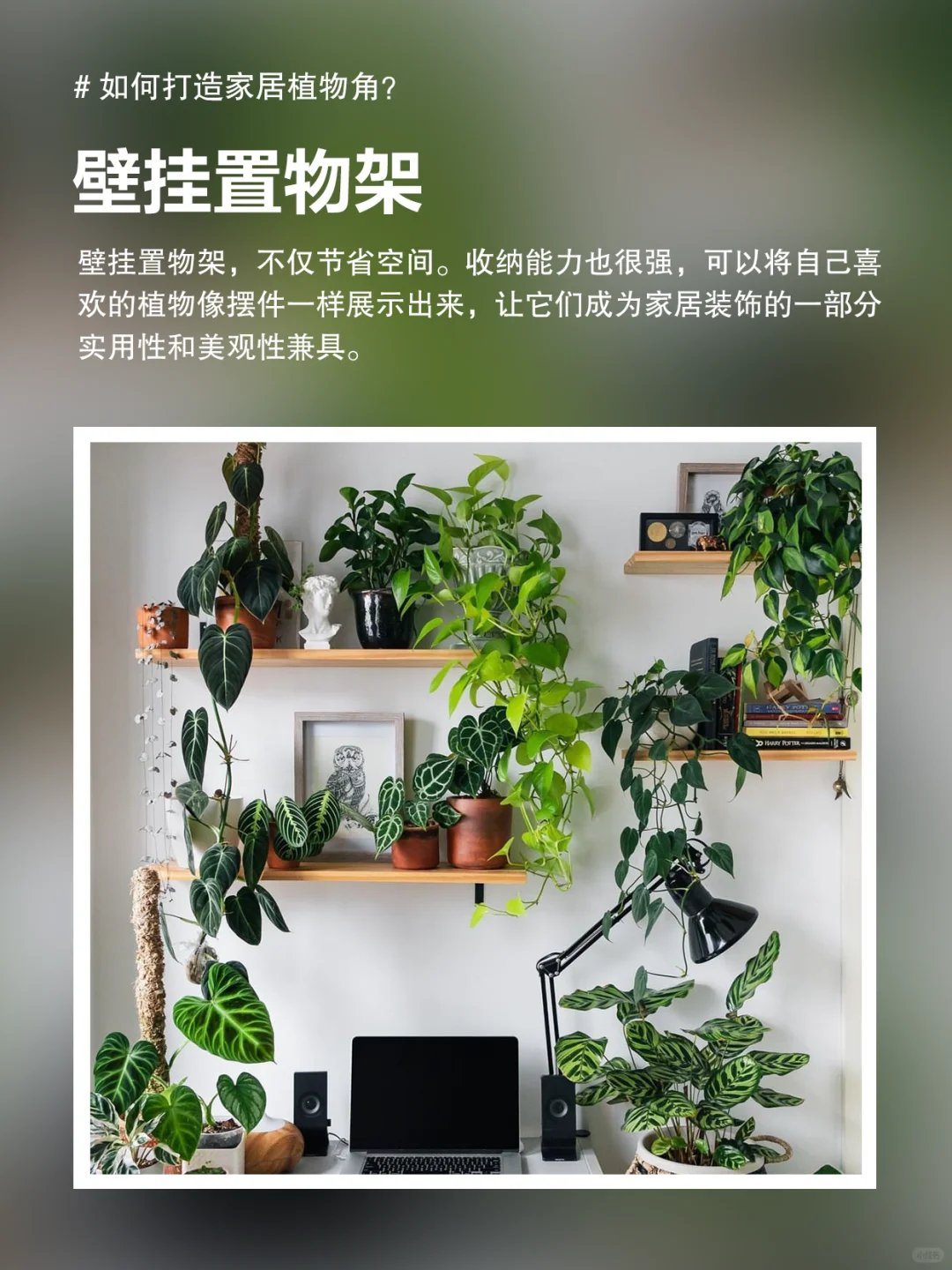 植物角布置｜如何打造室内小森林🌳