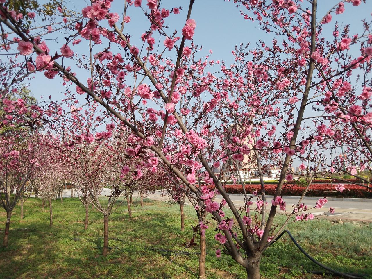 记录我的2026没想到这也要带定位呀。现在的活动越开越没意思了。我们这桃花开的很