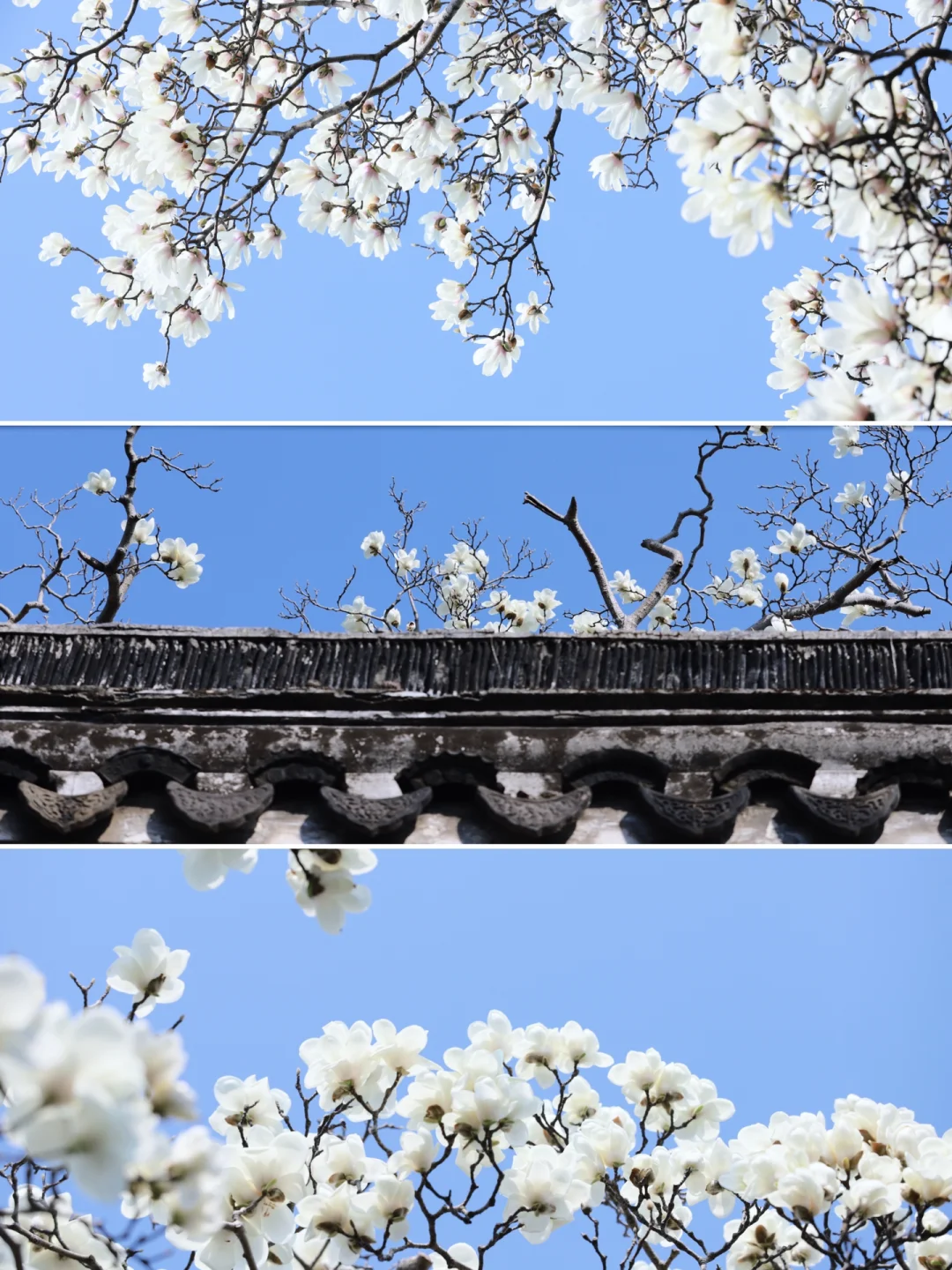 这就是苏州玉兰花的顶流？🌿网师园玉兰花🌷