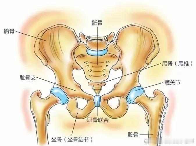 骨盆前倾和骨盆前移的区别 昨天提到了平躺腰空➕容易腰痛、骨盆前倾的问题，发现有很