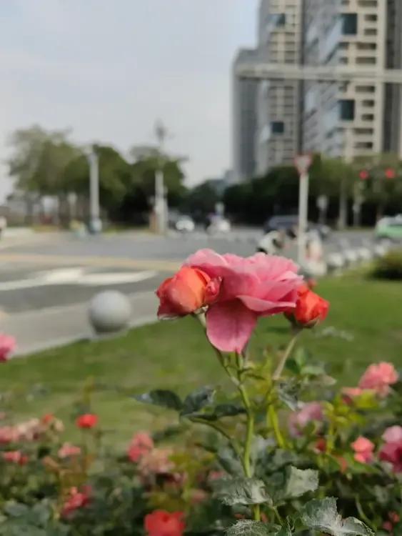 春日生活打卡季喜欢看花就到深圳前海吧，公园连着公园，马路两边，红绿灯路口，只要有