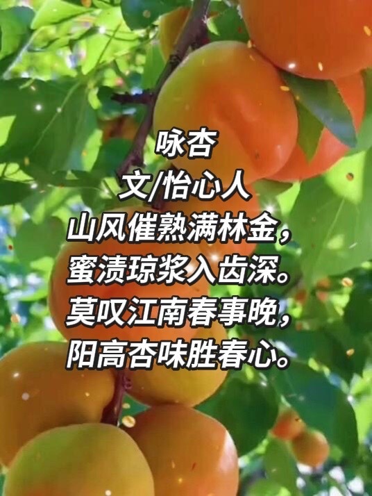 桃李诗社  咏杏文/怡心人山风催熟满林金，蜜渍琼浆入齿深。莫叹江南春事晚，阳高杏