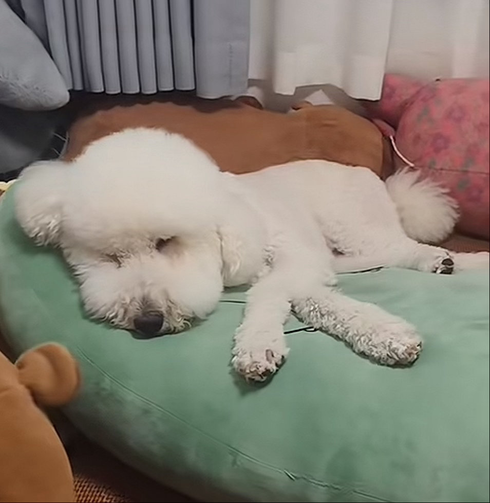 大牛奶最近这几期太萌了 