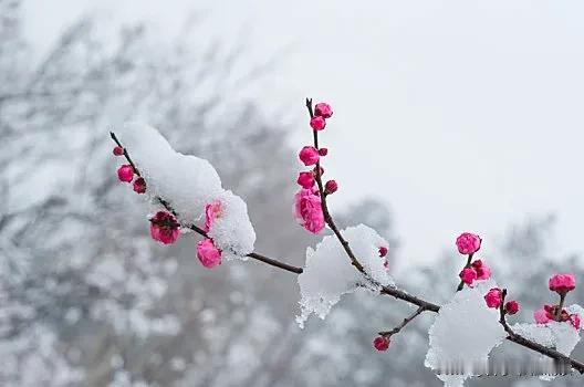 这首写梅的诗太美
梅花落
唐·卢照邻
梅岭花初发，天山雪未开。
雪处疑花满，花边