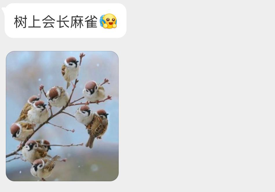 枝头结满了小麻雀 ​​​