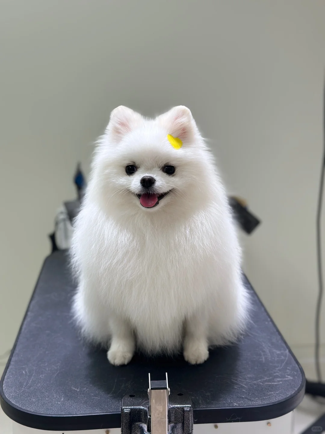 每次送去洗完澡都会收到一组可爱到爆的照片