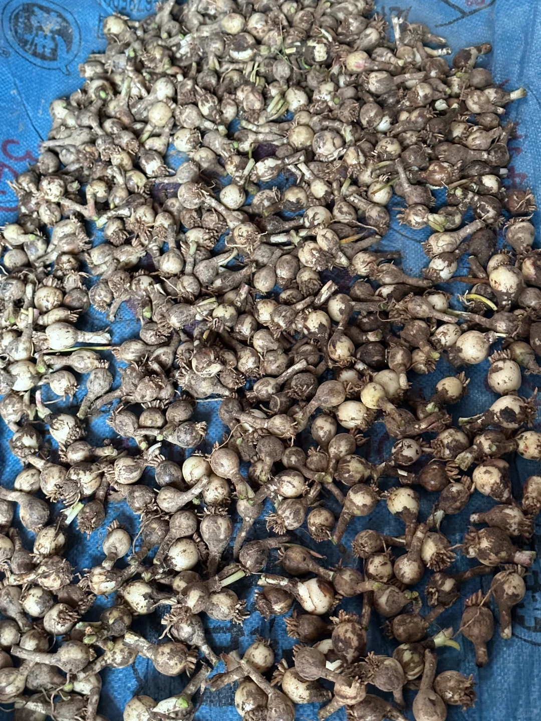 我的粉宝在哪里，你的神仙花友来送花啦