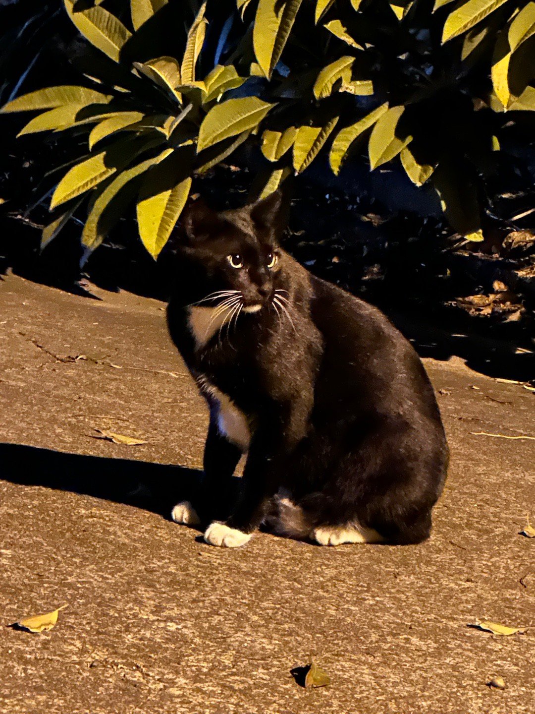 每日萌宠打卡今天本來想要帶襪襪去打疫苗，但没逮到他，他后来还躲了一阵子，还好之后