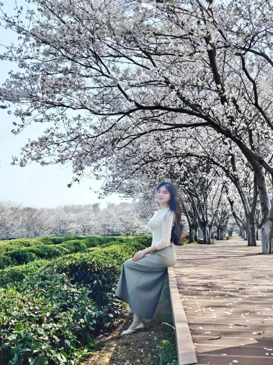 3.26实况！南昌的白色樱花开爆了！