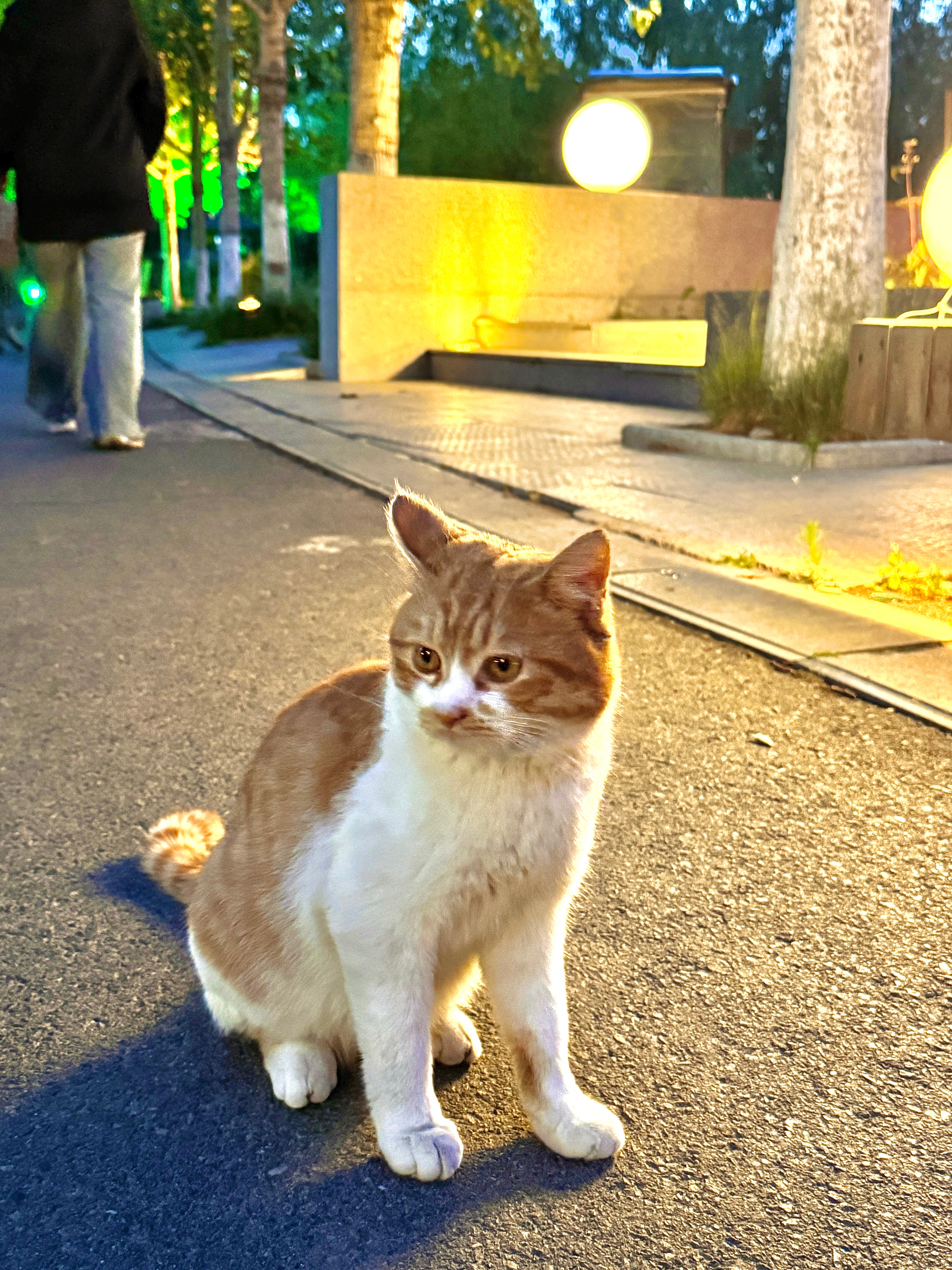 偶遇一只🐈 可爱可爱☺️ 