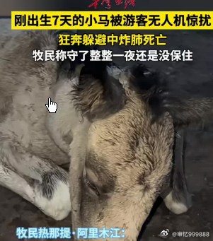 小马被游客无人机惊扰 狂奔炸肺死亡,草原航拍不应成为死亡陷阱：新疆七日龄小马驹之