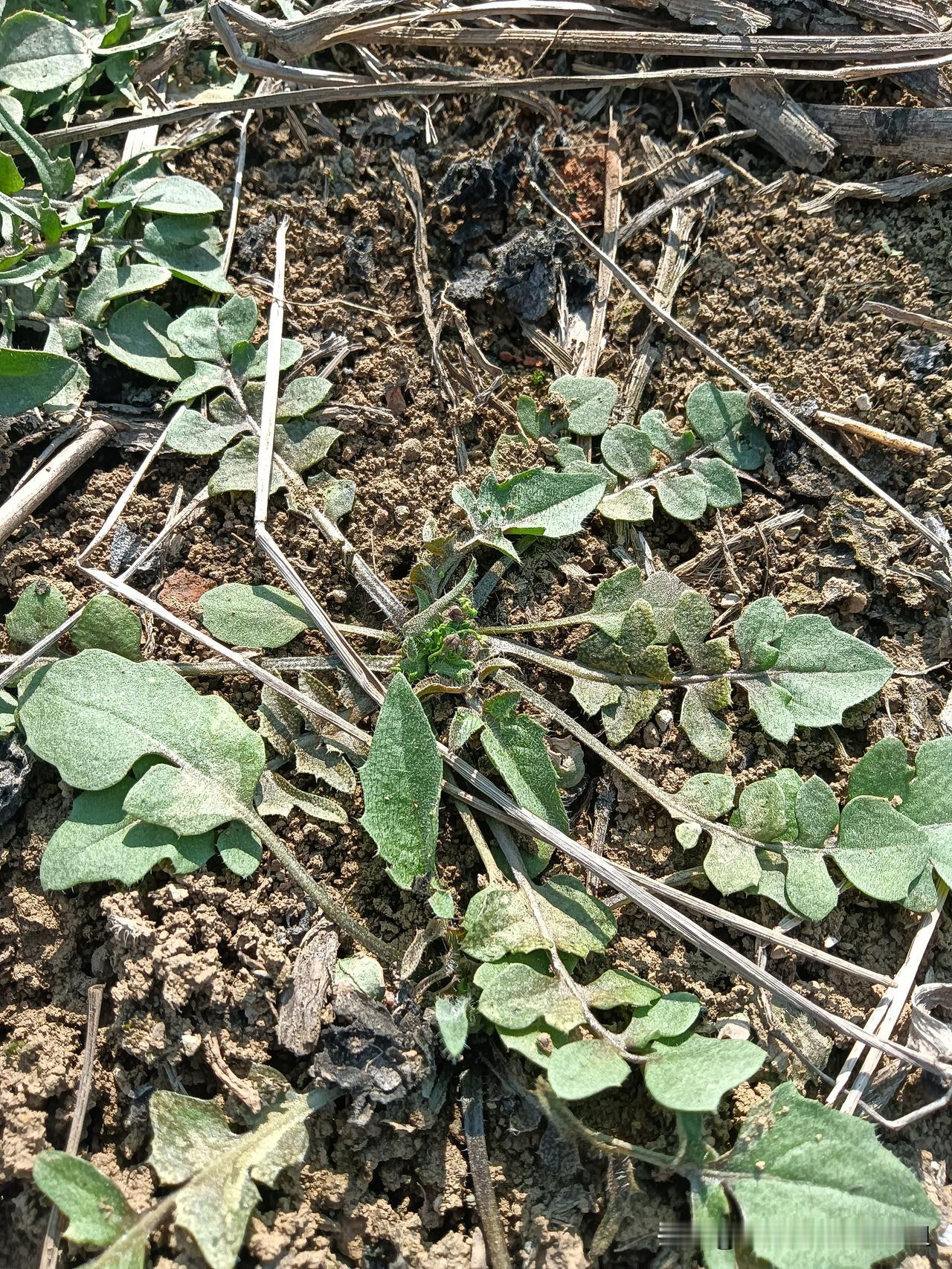 退休倒计时第三天了，五十岁生日眼看着来了，高兴。