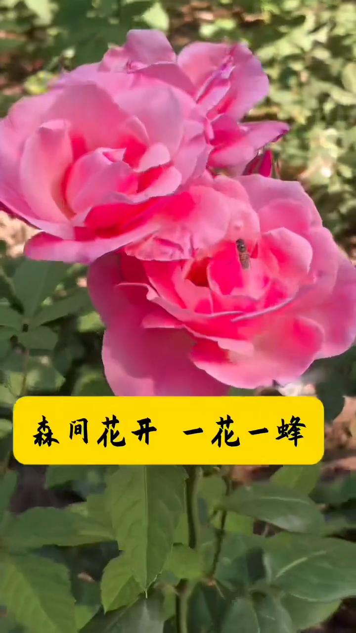 森间花开一花一蜂。
姥紫婿红染庭前繁花含韵自嫣然，花枝轻颤，胭脂轻点芳容，黛色暗